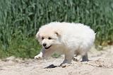 CHIEN FINNOIS DE LAPONIE 601